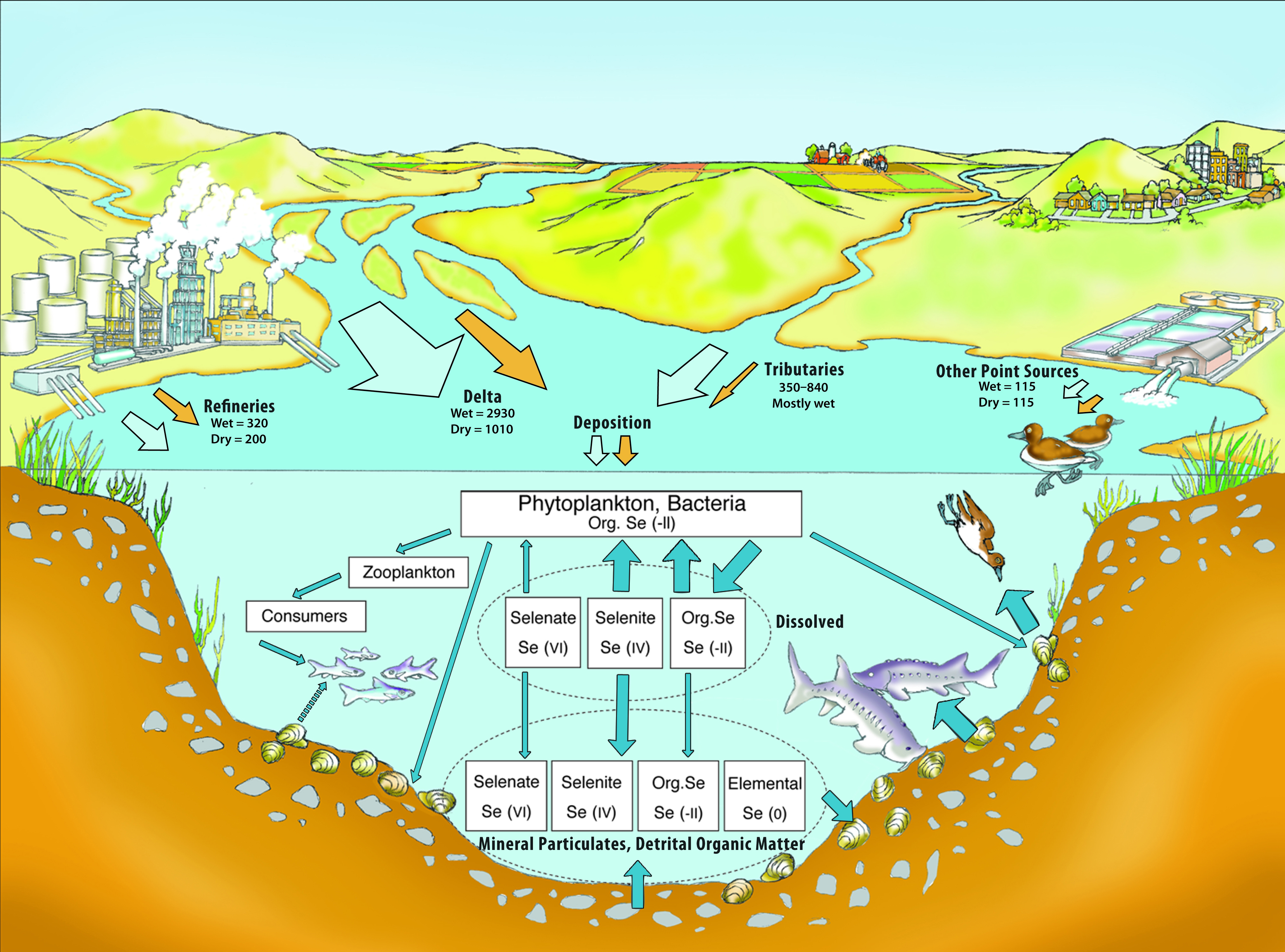 Selenium TMDL for North San Francisco Bay — Western States Petroleum ...